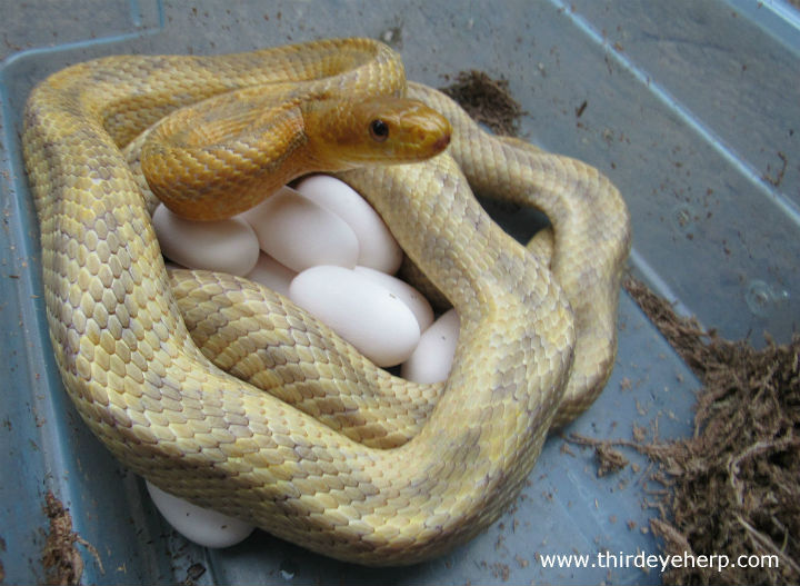 Yellow Rat Snake